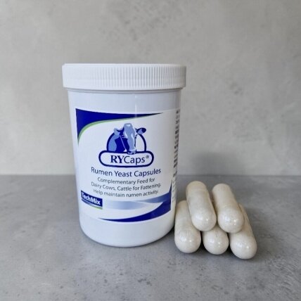 RY Caps – praradus apetitą RY Caps – praradus apetitą